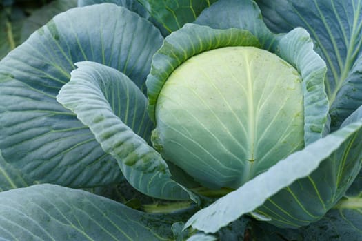 A healthy head of cabbage is shown growing in a well-tended garden, surrounded by rich soil and vibrant green leaves.