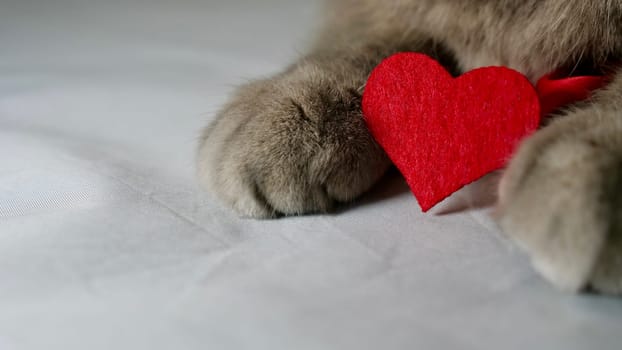 A cute gray cat scottish straight is wearing a chirt with red heart patterns and a red bowtie on February 14 for Valentine's Day. The pet is lying down on surface white background