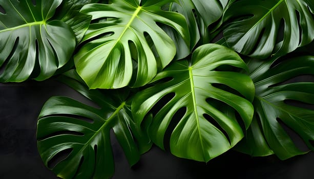 A closeup shot of a monstera leaf showcasing its beautiful pattern and texture on a dark black background. This terrestrial plant is a popular choice for its unique shape and aesthetics