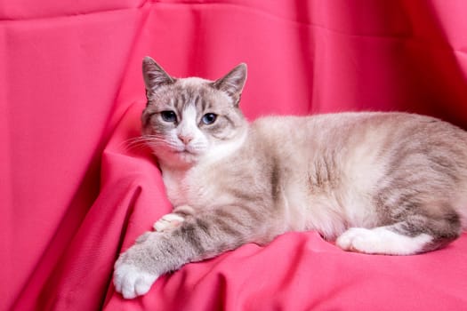 Gray cat with blue eyes lying on pink background close up