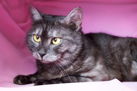 Gray cat with yellow eyes lying on pink background close up