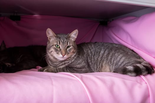 Gray cat with yellow eyes lying on pink background close up