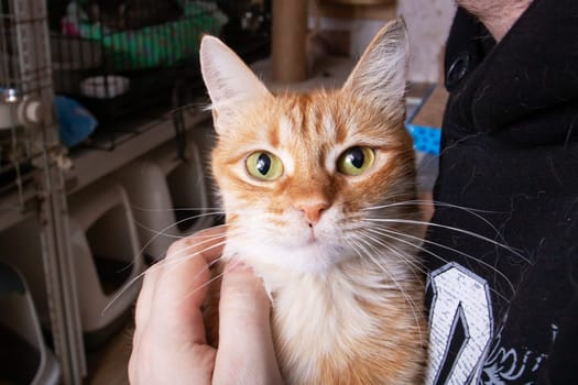 Person in black shirt holds small ginger cat close up