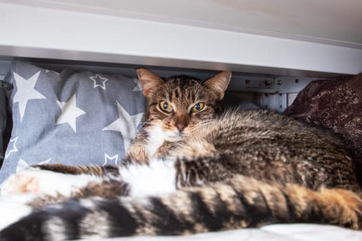 Cat with whiskers laying comfortably under a table close up