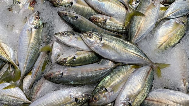 Fishes covered with ice. Seafood sale in wet market.