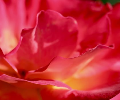 Pink yellow rose flower. Macro flowers background for holiday design. Soft focus