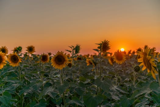 Field sunflowers in the warm light of the setting sun. Summer time. Concept agriculture oil production growing