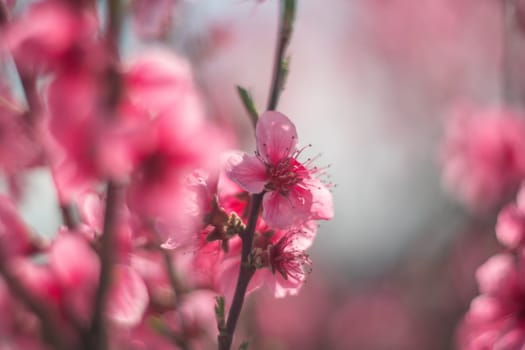 tree with pink peach flowers is in full bloom. The flowers are large and bright, and they are scattered throughout the tree. The tree is surrounded by a clear blue sky