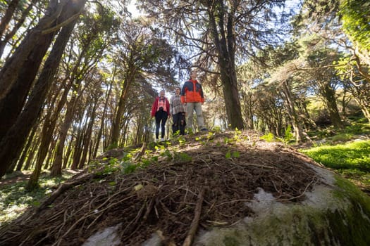 A group of friends standing together on a high vantage point above a dense, green forest. They are enjoying the view and the fresh air, surrounded by the vibrant foliage of the trees.