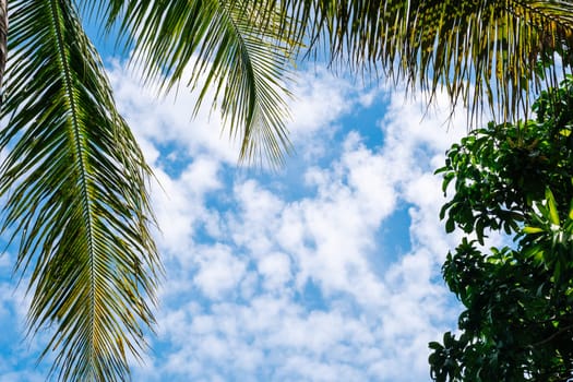 Coconut green tropical palm branches blue sky white clouds abstract background bright shiny sun day beautiful nature summer. Joy happiness harmony tranquility calm life.