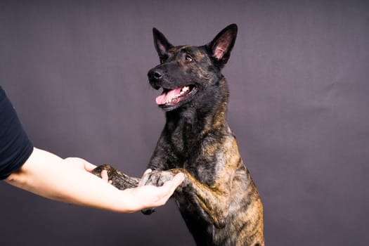 Dog paw takes a man. People support pets, studio shot