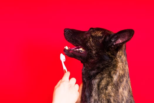 Dog holding toothbrush in his teeth on a clean red yellow background