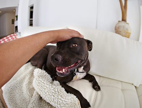 Home, dog and pet with hands for love, care and affection in living room or sofa for fun and responsibility. Human or person with animal adoption, shelter and pitbull breed relax on couch or lounge.