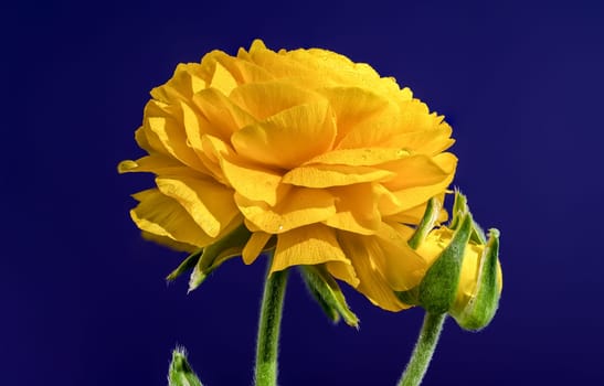 Beautiful blooming yellow ranunculus flower isolated on a blue background. Flower head close-up.