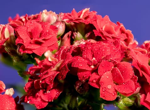 Beautiful blooming red kalanchoe flowers isolated on a blue background. Flower heads close-up.
