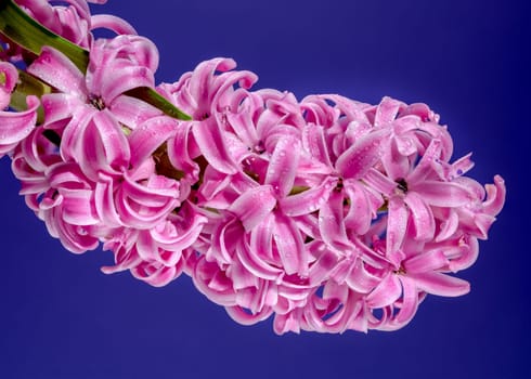 Beautiful blooming pink Hyacinth flower on a blue background. Flower head close-up.