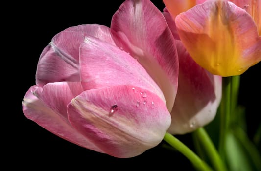 Beautiful blooming pink tulips flowers isolated on a black background. Flower head close-up.