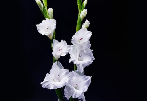 Nature, plant and white flowers in studio on black background for beauty, blossom and bloom. Spring aesthetic, wallpaper and gladiolus with leaf, petals and floral for decoration, botany and florist.
