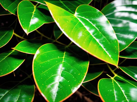 The image shows a close up of green leaves on a plant with no visible background.