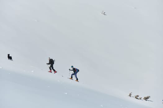 A group of professional ski mountaineers ascend a dangerous snowy peak using state-of-the-art equipment.