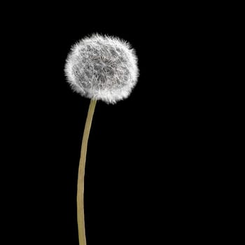 Fluffy dandelion flower isolated on black background