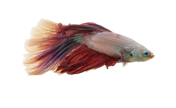 Detail of Red betta fish or Siamese fighting fish isolated on white background with clipping path. Beautiful movement of Betta splendens (Pla Kad). Selective focus.