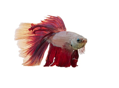 Detail of Red betta fish or Siamese fighting fish isolated on white background with clipping path. Beautiful movement of Betta splendens (Pla Kad). Selective focus.