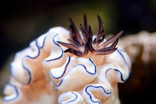 Colorful nudibranch on rocks background