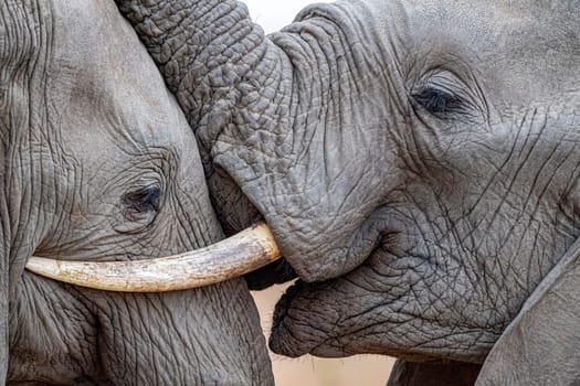 elephant eye close up in kruger park south africa detail