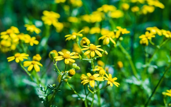 Numerous yellow flowers, a type of herbaceous plant, are blooming in a field, creating a vibrant and colorful landscape