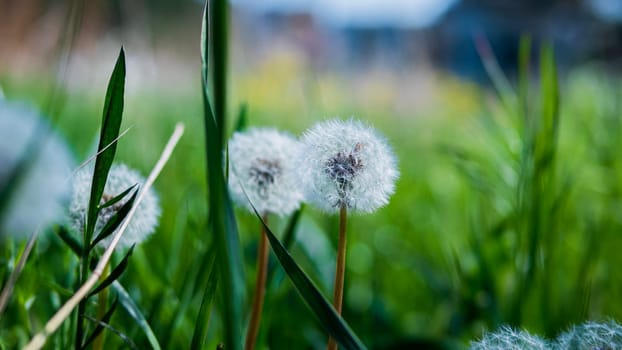 Two dandelions, flowering plants in the grass family, are blooming in the meadow, adding beauty to the natural landscape of the grassland