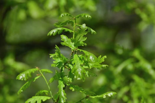 oak twig with young spring leaves