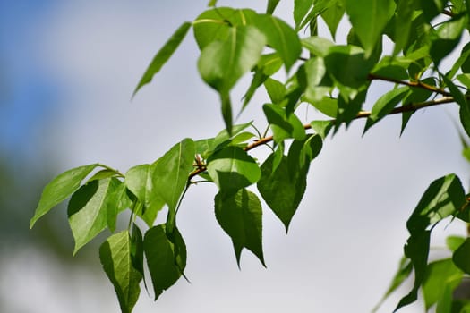 Poplar branch with young leaves in an early spring