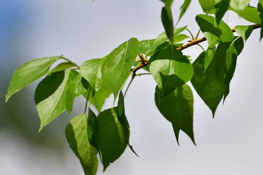 Poplar branch with young leaves in an early spring