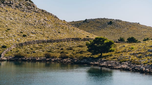 Lonely green tree growing on rocky shore of Dugi Otok island in Adriatic Sea, Croatia