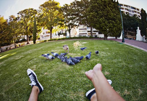 POV, feeding pigeons and park with person hands, animal and grass field with New York travel and holiday. Seeds and throw with birds, nature and trees with urban garden and outdoor in city with food.