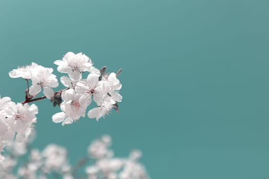 Beautiful cherry blossoms in spring.White cherry flowers on a branch, toned image, wallpaper, postcard, background, copy space.