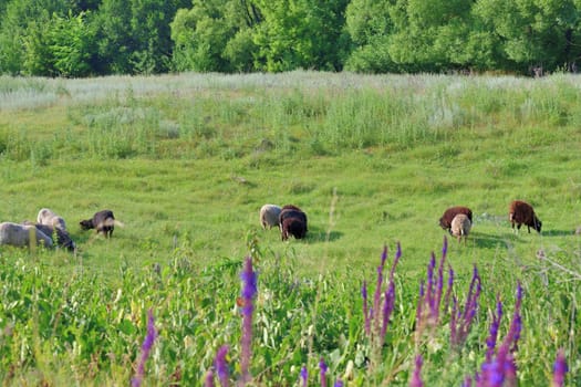 Sheep eat grass on lawn with flowers