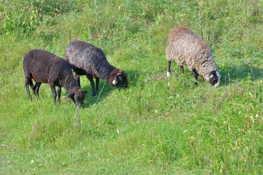 Three sheep eating grass on lawn