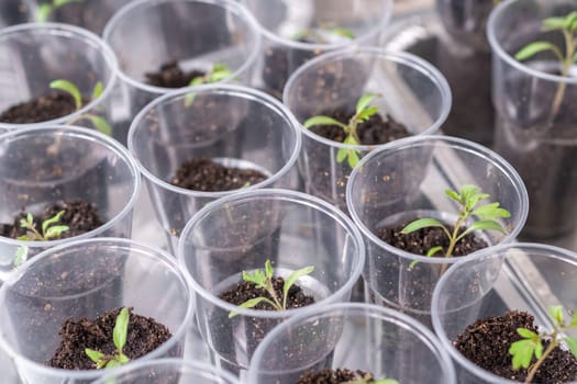 Group of tomato seedlings in plastic glasses on windows sill. Close-up of seedlings of green small thin leaves of a tomato plant in a container growing indoors in the soil in spring.