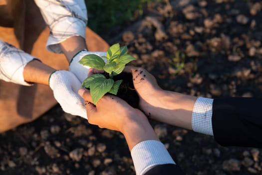 Eco-business company empower farmer with eco-friendly farming practice and clean agricultural technology. Cultivate sustainable future nurturing plants to grow and thrive. Gyre