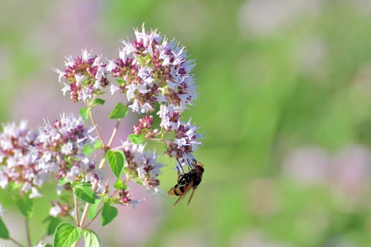 Volucella inanis - bee fly on flowering oregano