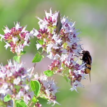 Volucella inanis - bee fly on flowering oregano