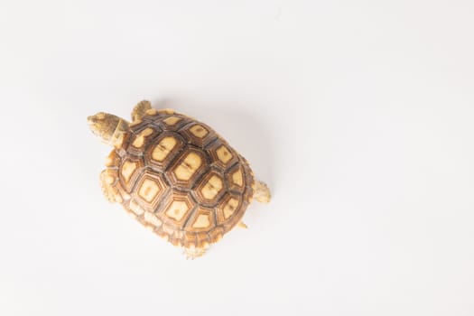 An isolated portrait of the sulcata tortoise, an African reptile renowned for its patience and beauty. Its unique design and cute features shine against a white background.
