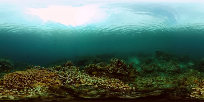 Tropical coral reef and fishes underwater. Hard and soft corals. Underwater video. Philippines. Virtual Reality 360.