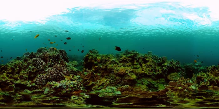 Coral Reef and Fishes Underwater. Underwater fish reef marine. Tropical colorful underwater seascape with coral reef. Philippines. 360VR Video.