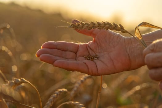 Close up of senior farmers hands holding and examining grains of wheat of wheat against a background of ears in the sunset light