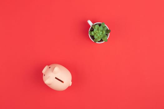 Pig piggy bank with green plant on red background.