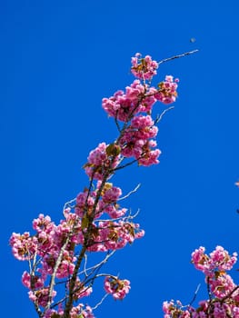 Spring blossom with a blue sky on a beautiful spring day in the Netherlands , Cherry blossom tree against blue sky