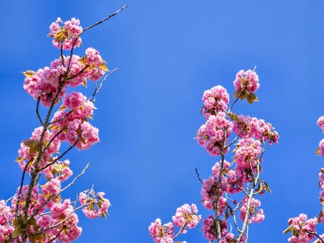 Spring blossom with a blue sky with clouds and purple flowers on a beautiful spring day in the Netherlands , Cherry blossom tree in Spring season